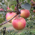 長野県産シナノスイート