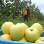 長野県産シナノゴールド
