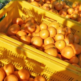 和歌山県有田六川の極早生みかん